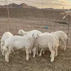 هرفي حري طليان تيوس ذبائح كشتات ذبايح مخيم يوجد صلخ وتوصيل