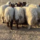 للبيع انعيم طيبة