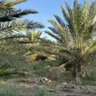 الاجار بالمنجي
