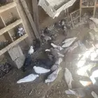 حمام 44 جوز نظيف