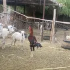 ديك باكستاني اصيل
