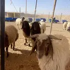 خرفان نعيمي بلدي فاخره