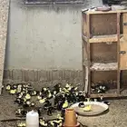 صوص بط بلدي
