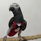 كاسكو غيني قيني - التمنى