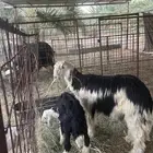 اثنين مشاريع فحول فاخره شق توم للبيع