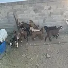 عرس كفو نظاف مشروط