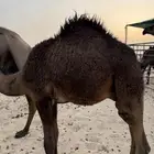 قعود قصب مجهم طيب