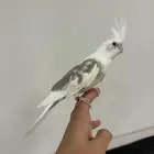 فرخ كروان نهاية غر ( سبلت رسيسف )