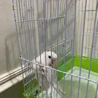 بغبغاء روز