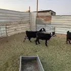 معزا عوارض