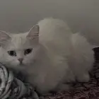 قطط لتبني أم وعيالها الاثنين