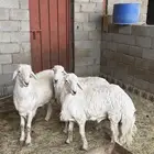 خرفااان جبر ناااهي مكسرات الصحون كفو