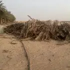 جريد