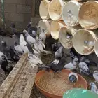 طبات هندي