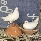 جوز حمام