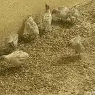 انباعت الله يبارك للمشتري