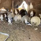 حمام مشكل فيه ازواج العدد 21