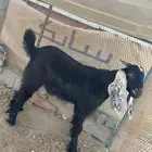 تيوس للبيع عارضيات