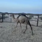 قعود