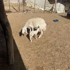 (رخل جذعه حري والد)