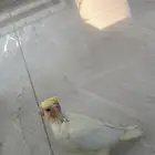 كروان لاتينو