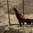 دجاج باكستاني للبيع وديك باكستاني