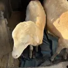 رخلتين بلدي للبيع