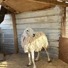 حرية حرشا