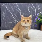 قطه سكوتش للبيع بسعر مغري