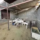 ماعز للبيع