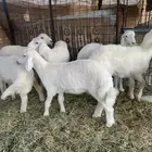 رخال مقانى او ذبح