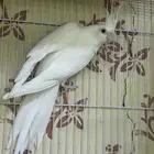 كروان الابينو ذكر صحه ونظافه ع السوم الاحساء الشهارين
