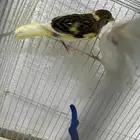 عصافير كناري