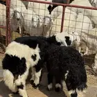 طليان نجد