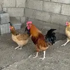 طقم دجاج تركي