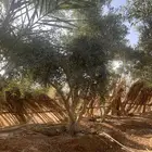 اشجار زيتون كبير