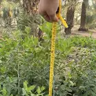 اشجار سدر شتلات للبيع