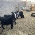 معزء عورض طيبت