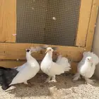حمام شماسي