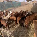 بهم سواكني تيلاد