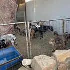 ماعد جنوبي ابرق