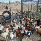 إسكان الحصمه مزرعه قرية عيسان