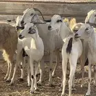 تم البيع