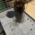 شانشيلا ذكر للبيع مع جميع مستلزماته