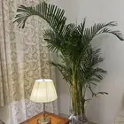 شجرة آريكا للبيع