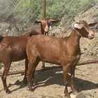 تأسيس مراح جفار دهم مع الفحل