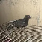 حمام للبيع هندي وا عراقي