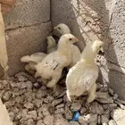 صوص براهما كولمبي