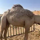 قعود مفرود