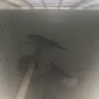 طيور زينه جوز بادجي ازرق 1زيبرا ابيض